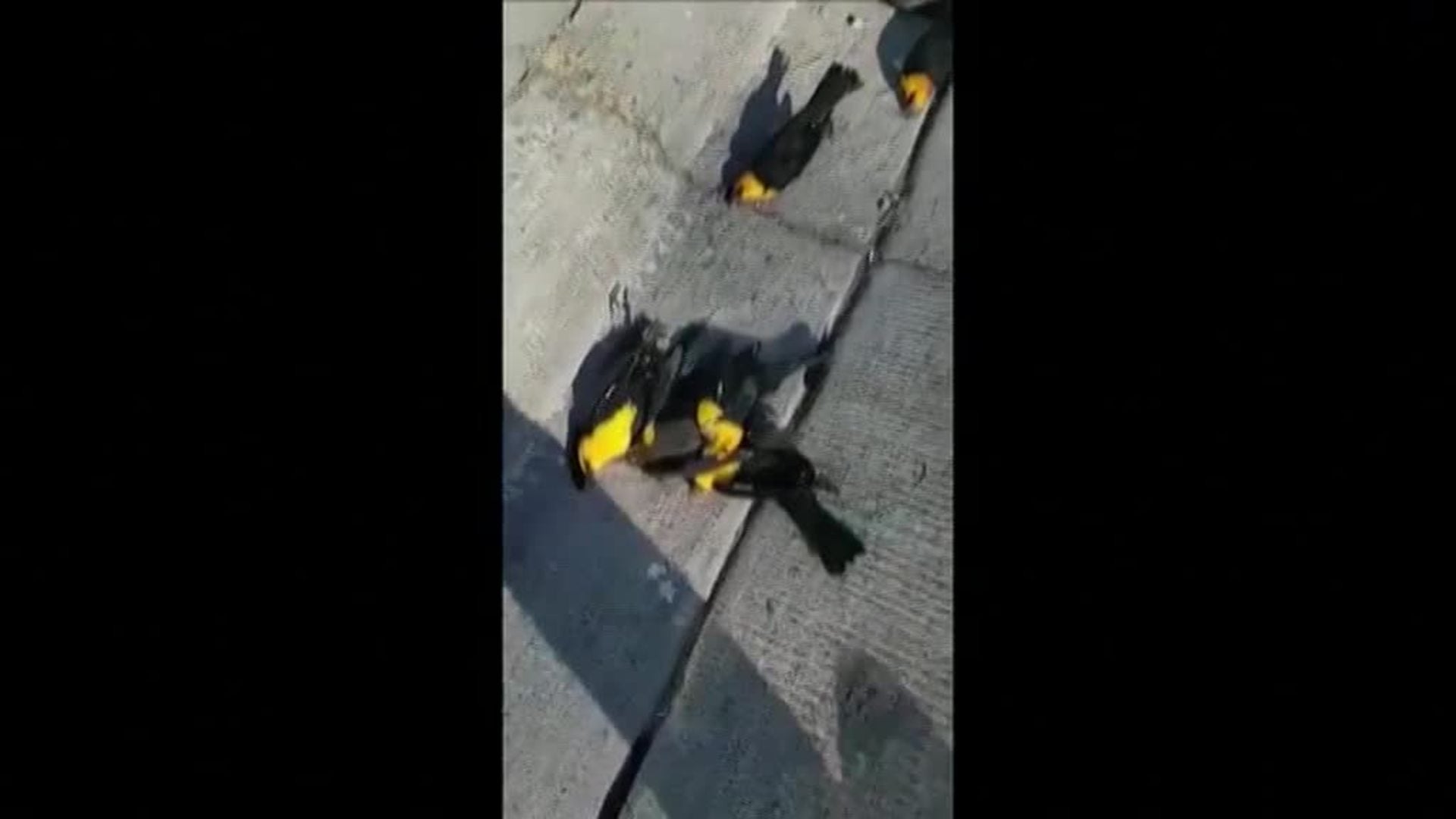 Centenares de pájaros caen muertos a la vez en México por causas desconocidas